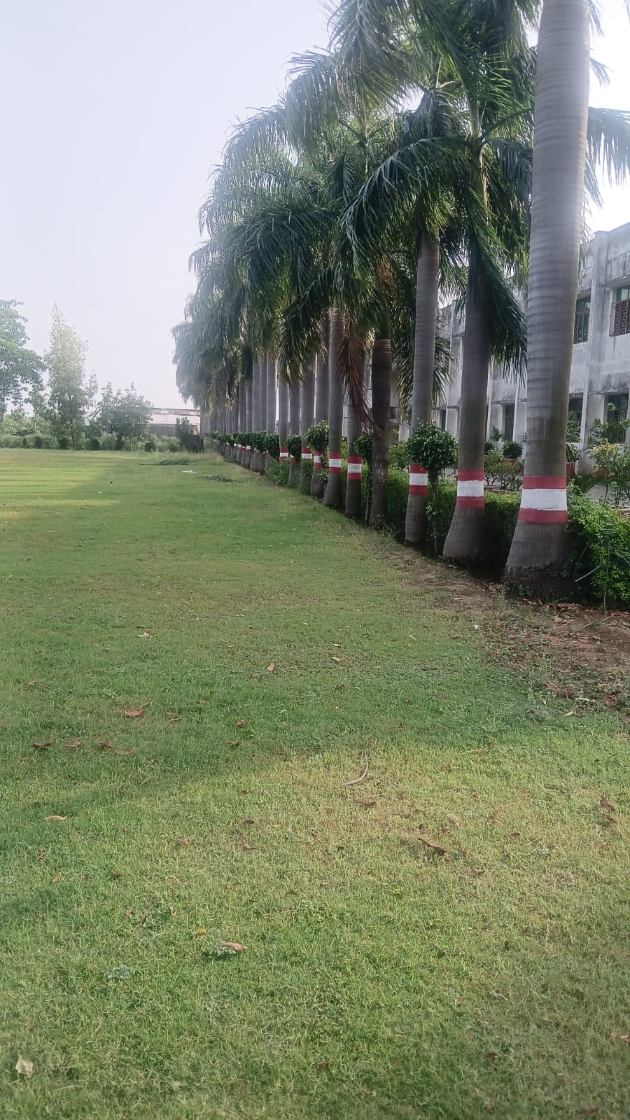 Green campus grounds at the educational institution in Behda Sadat